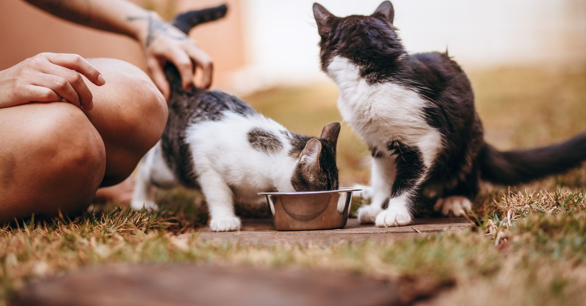 natural pet food