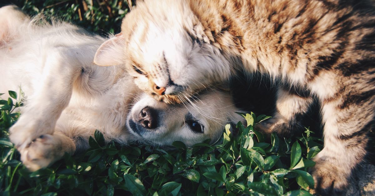 Natural Pet Remedies