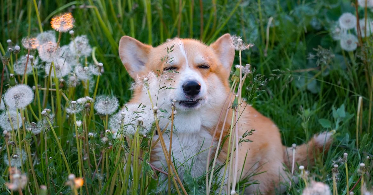 Pet Allergy Symptoms