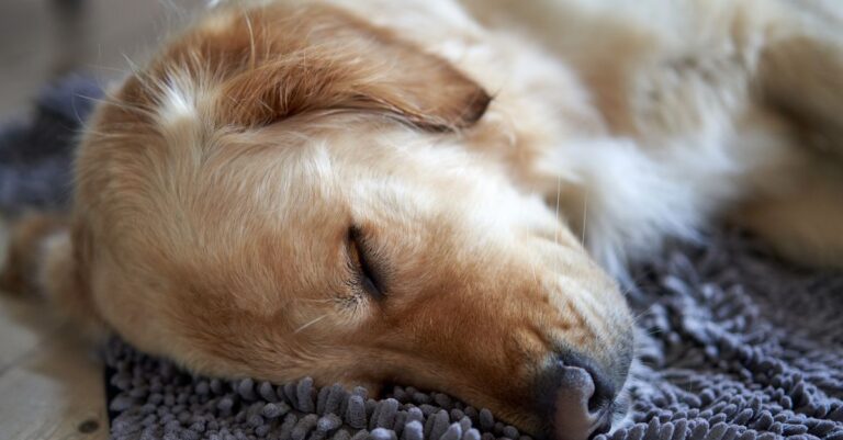 Pet Anxiety Solutions: Calming Your Dog