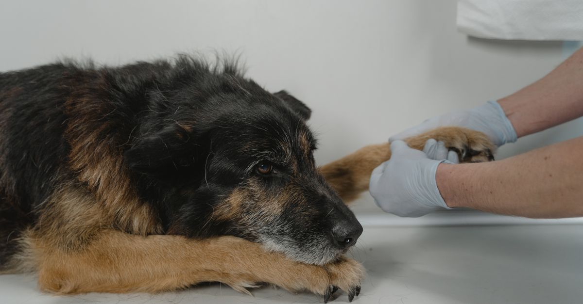 Pet Arthritis Management