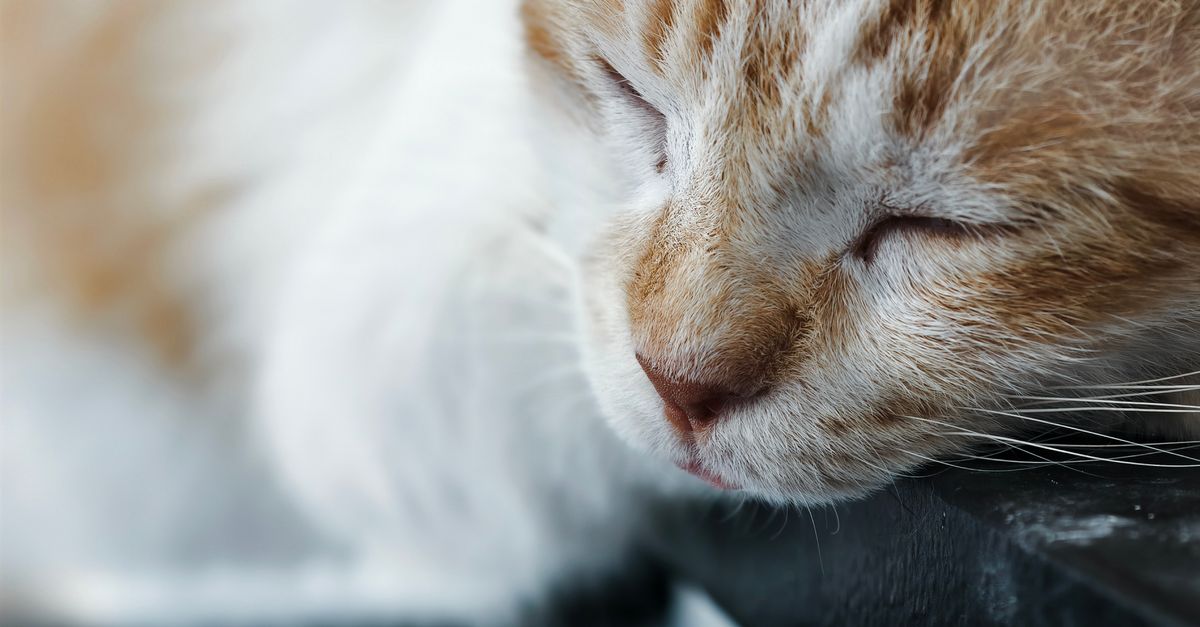 Pet Arthritis Pro Tip
