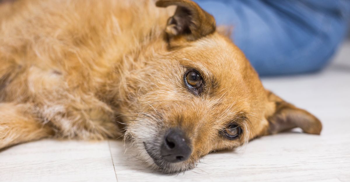 Pet Arthritis Symptoms