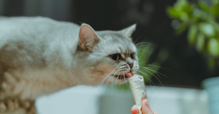 Mastering Pet Asthma Care at Home
