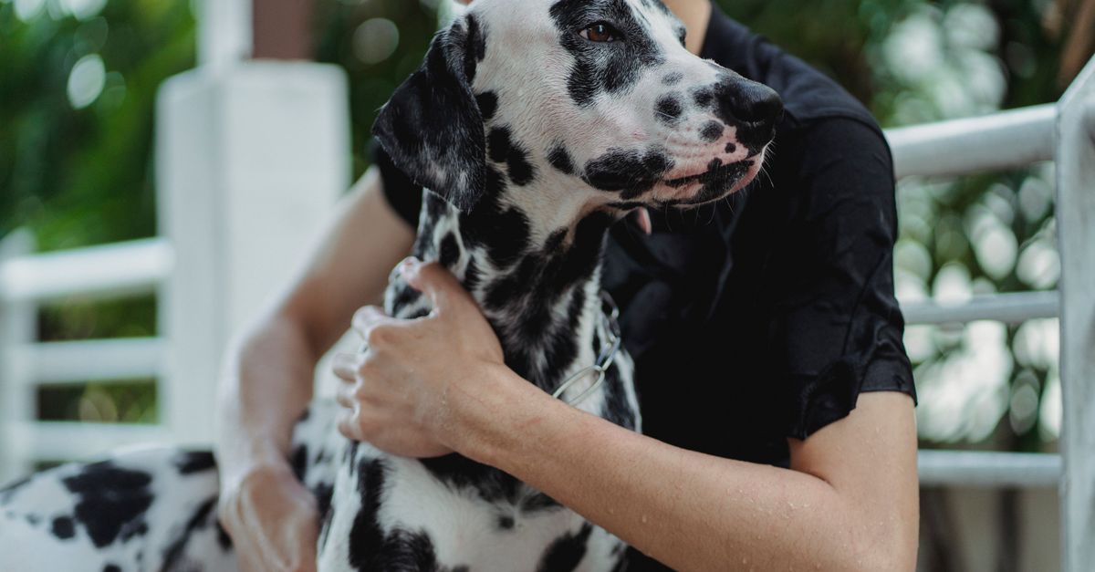 Pet Cardiac Care