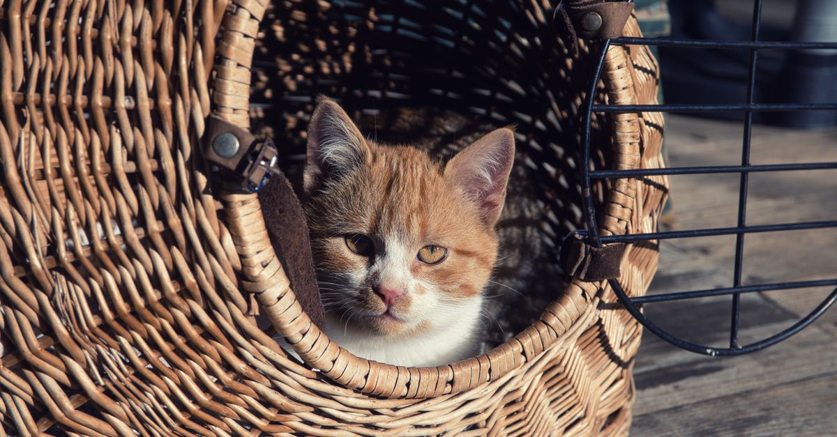 pet carrier on floor