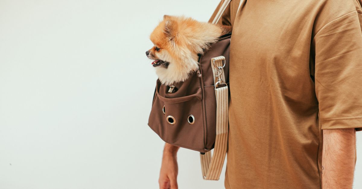 pet carrier