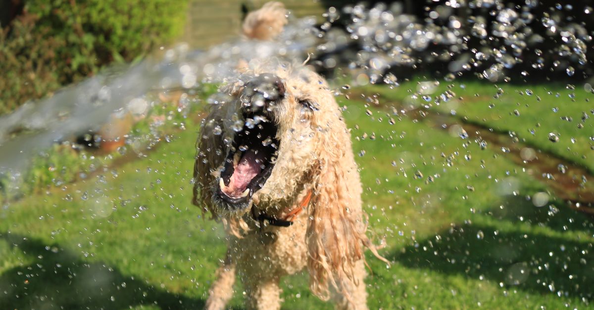 pet cooling methods