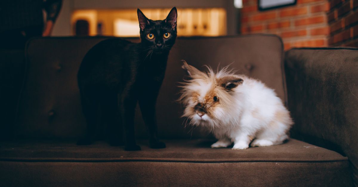 pet dander allergy