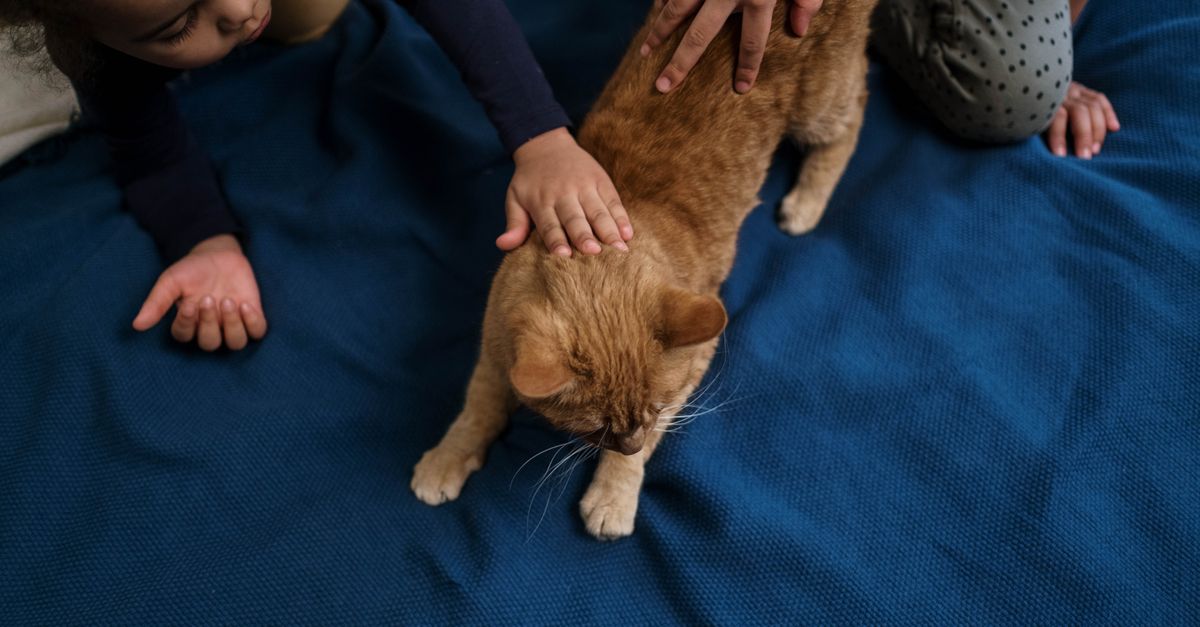 pet dander allergy