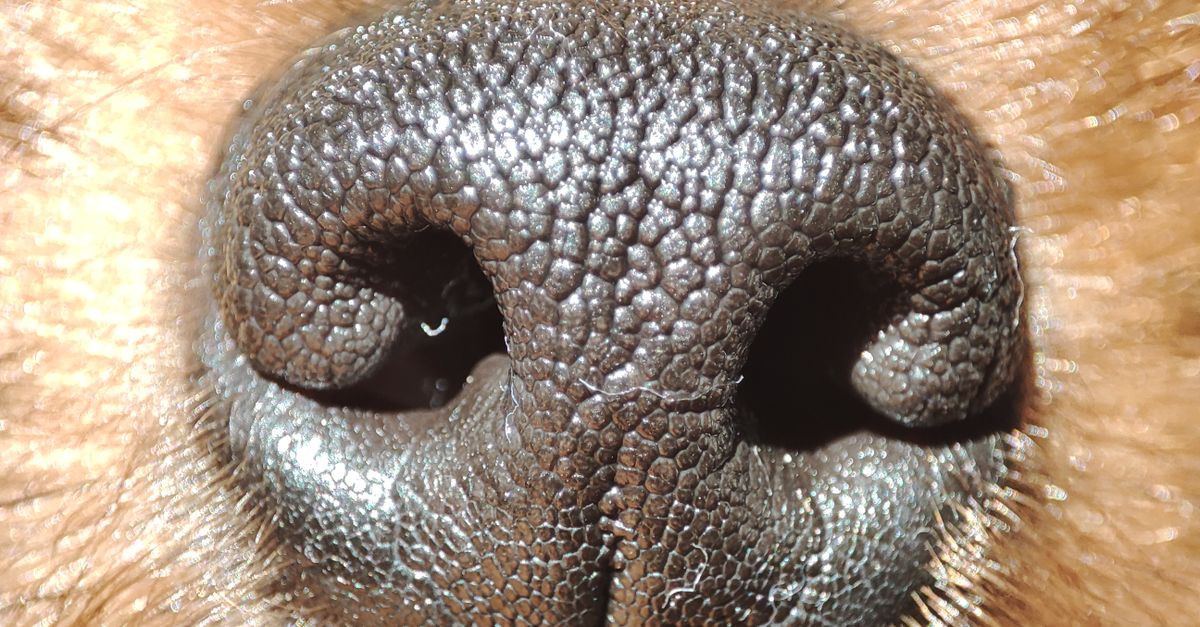 pet dander and skin cells