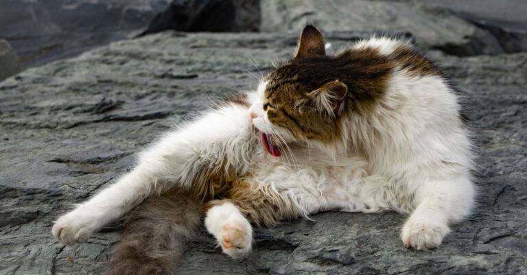 Mastering Pet Ear Cleaning for Healthy Ears