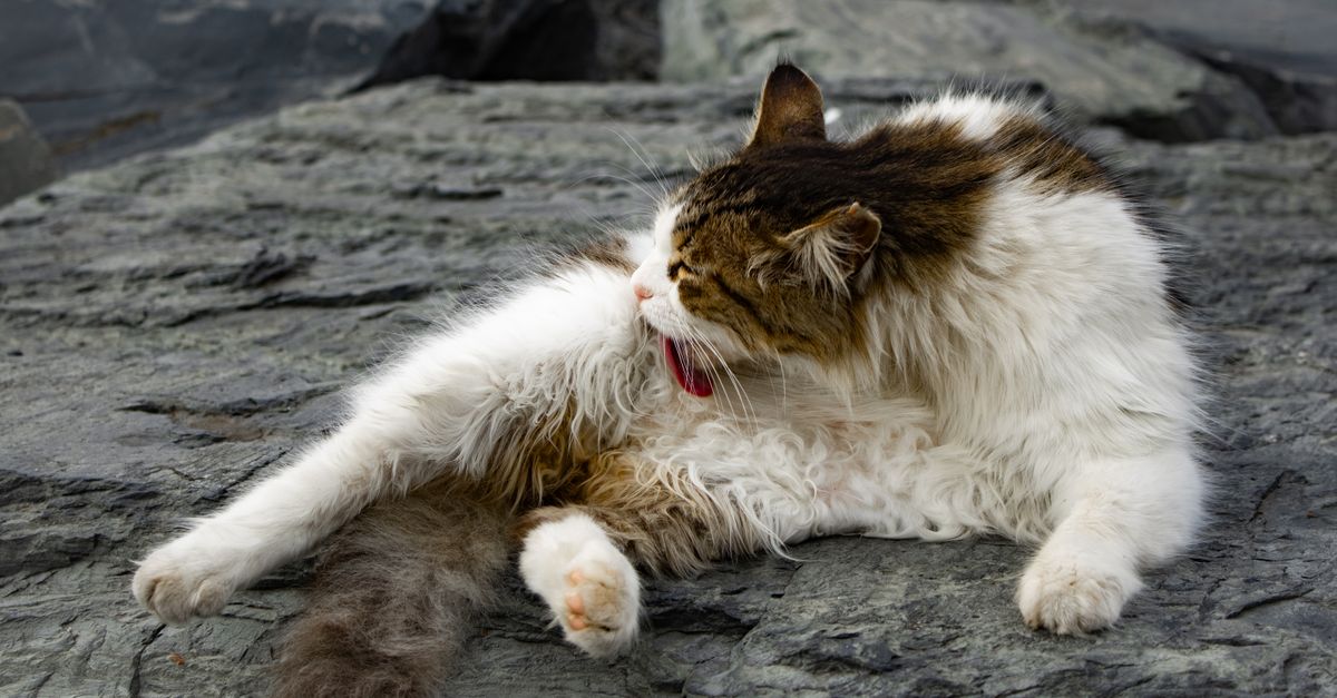Mastering Pet Ear Cleaning for Healthy Ears