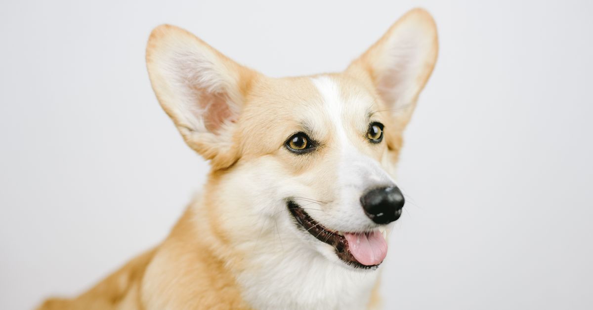 Pet Ear Cleaning Challenges