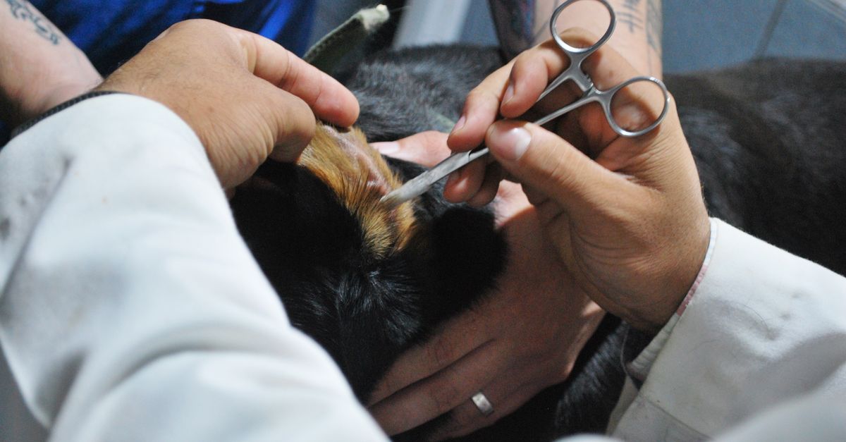 Pet Ear Health