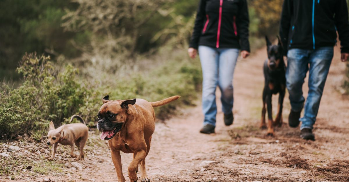pet exercise outdoors