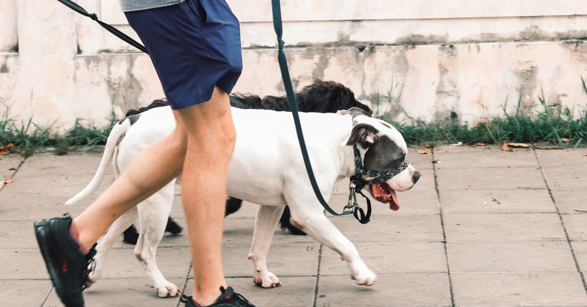 Pet Exercise Routine