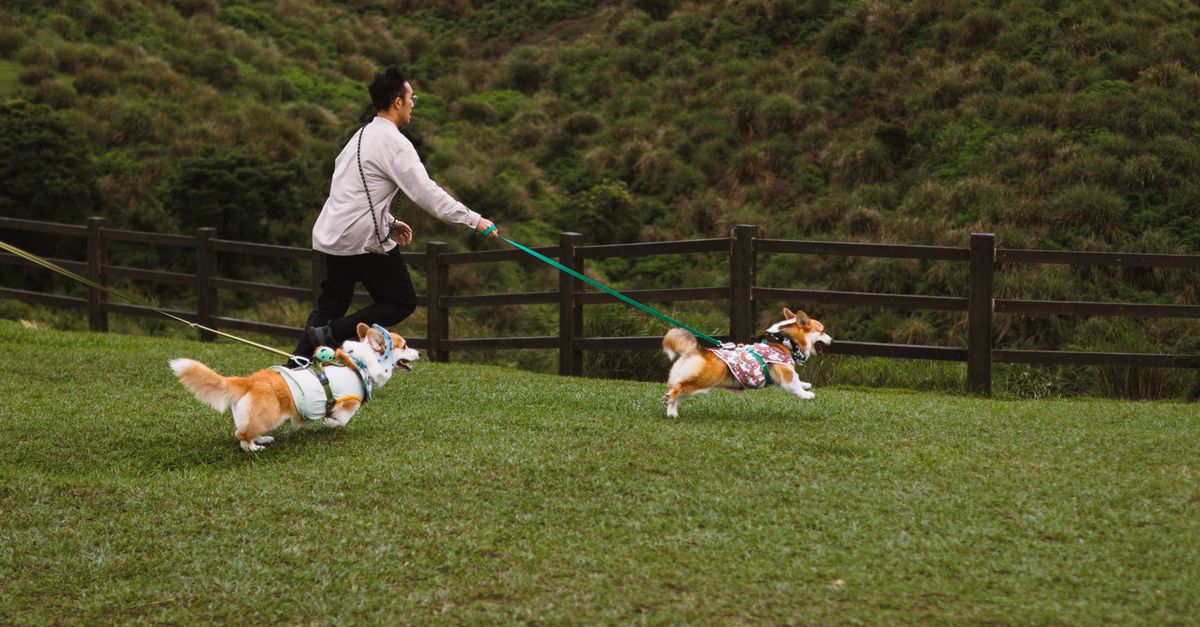 Pet Exercise