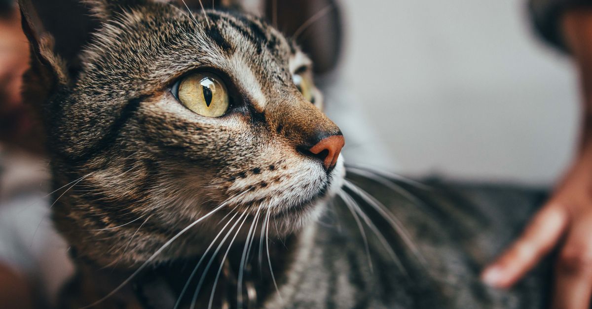pet eye care