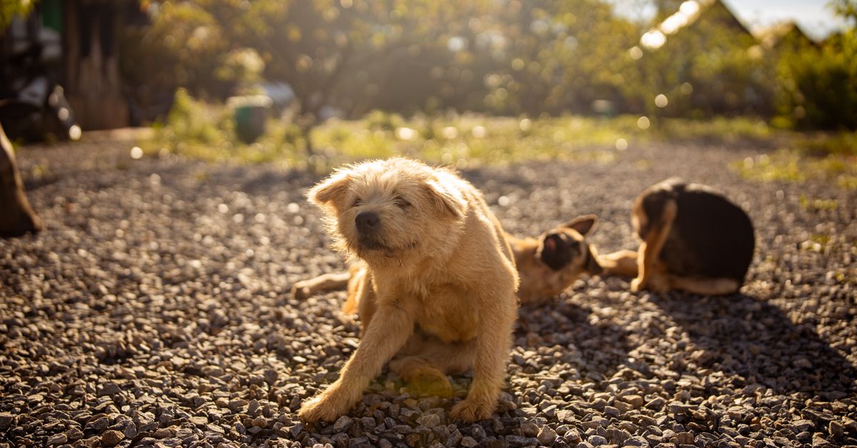 Pet Flea Control: Effective Methods