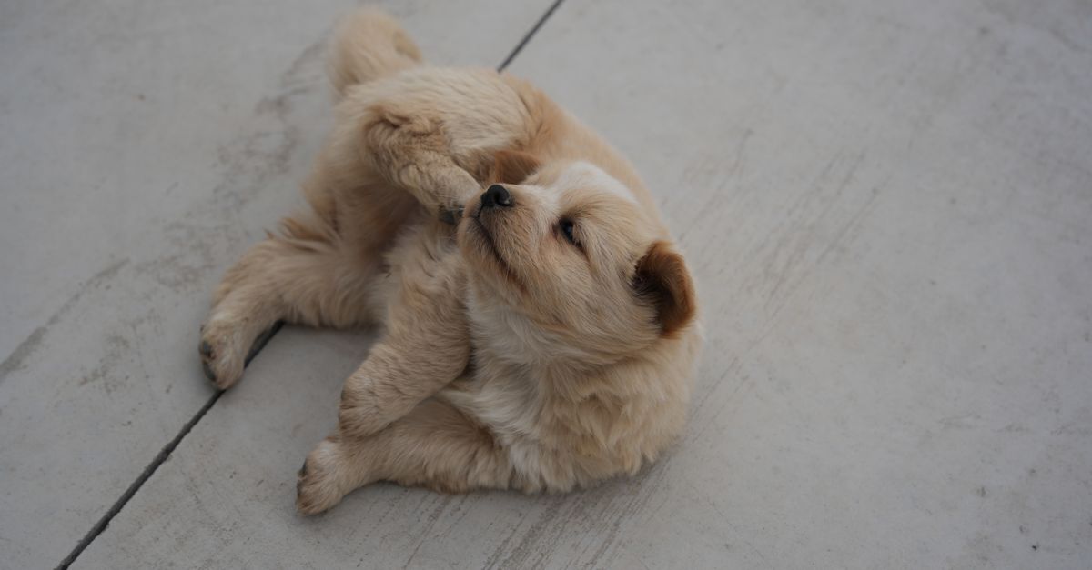 Pet Flea Prevention
