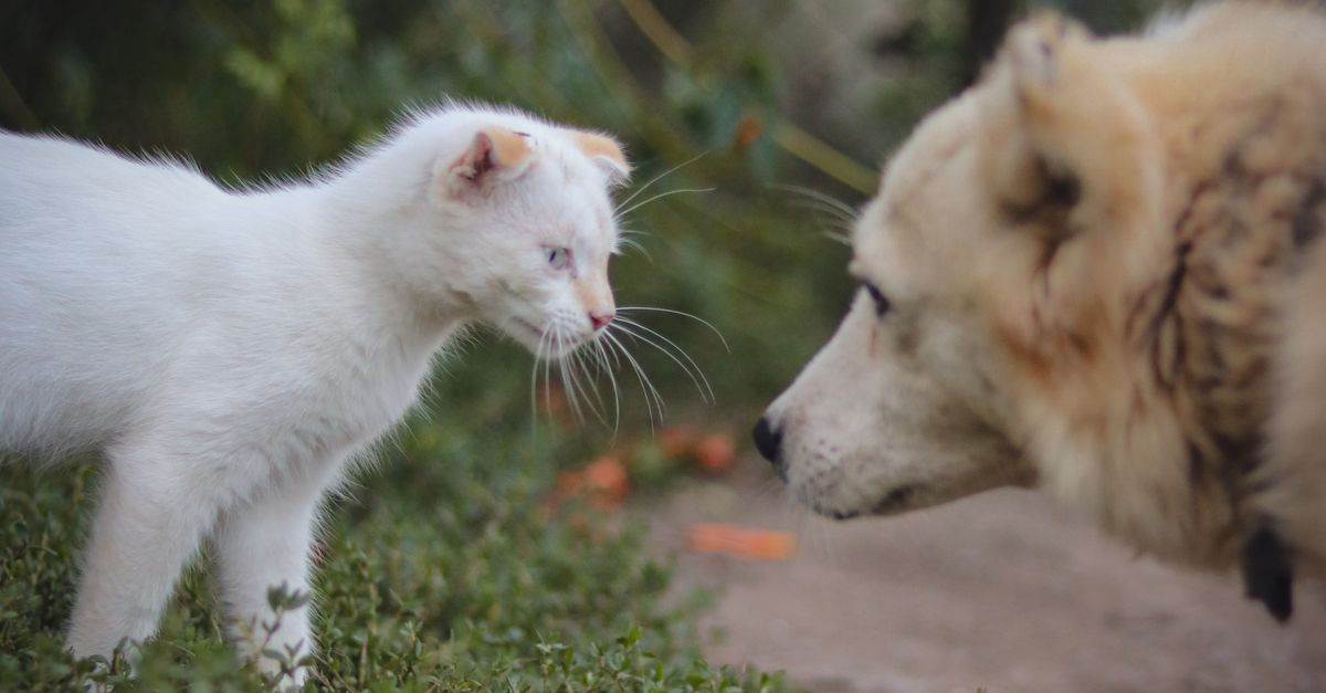 pet food comparison