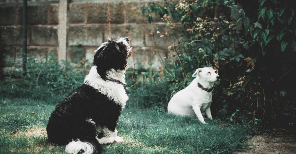 Create a Pet-Friendly Yard with DIY Landscaping Ideas