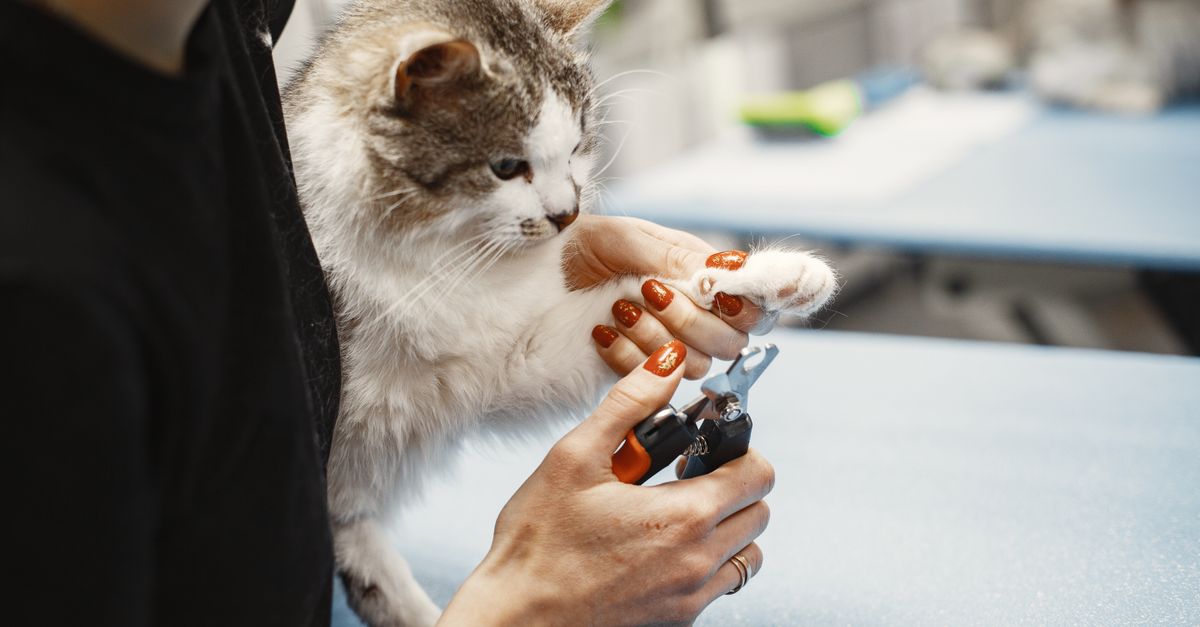 Pet Grooming