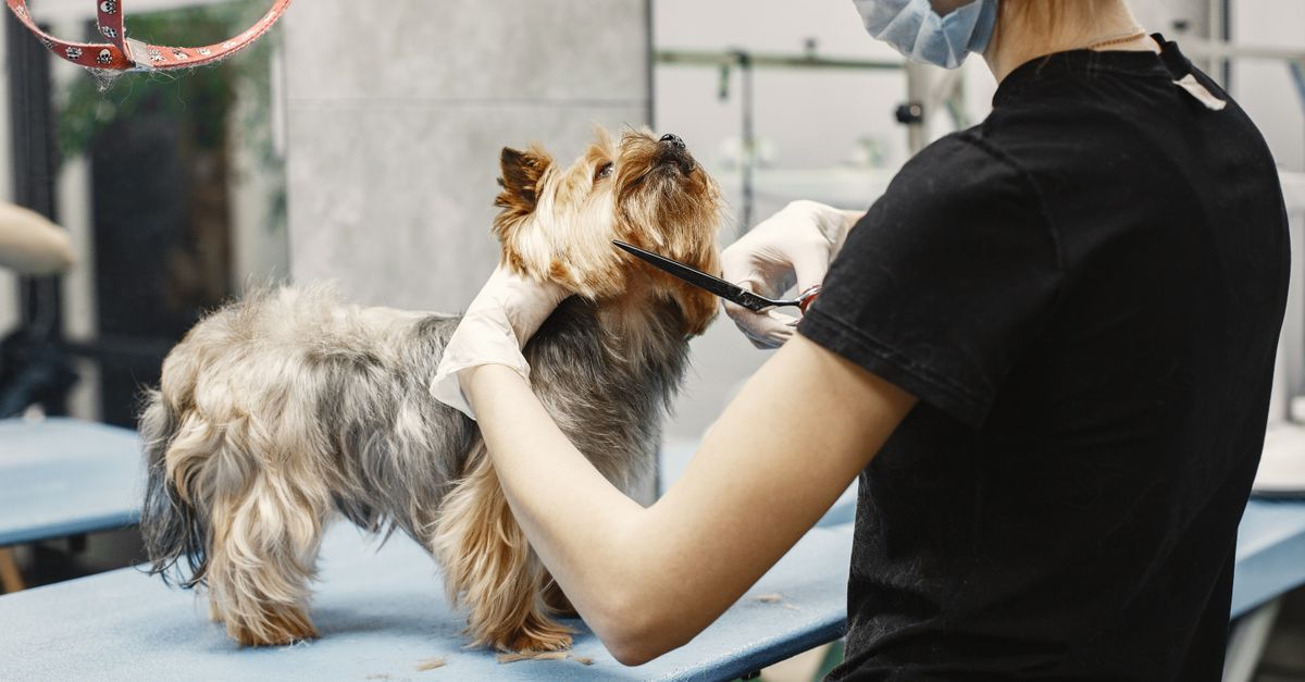 Pet Grooming Safety