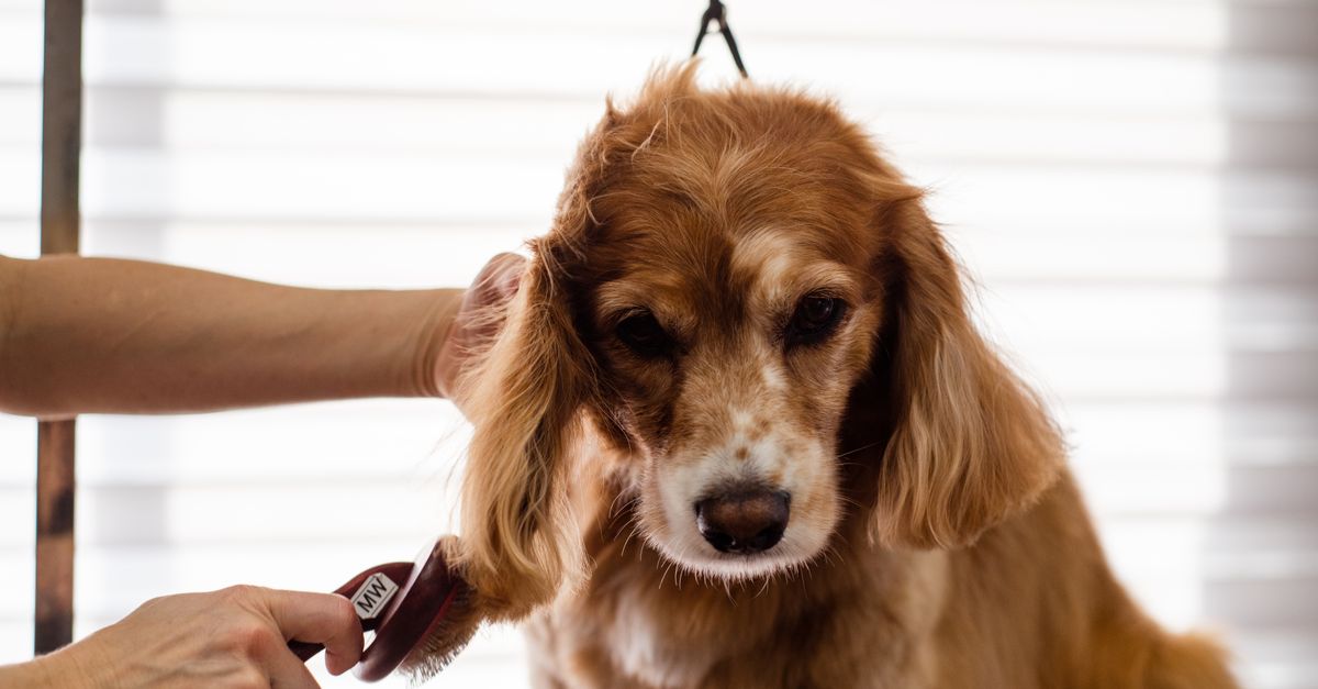 pet grooming tips