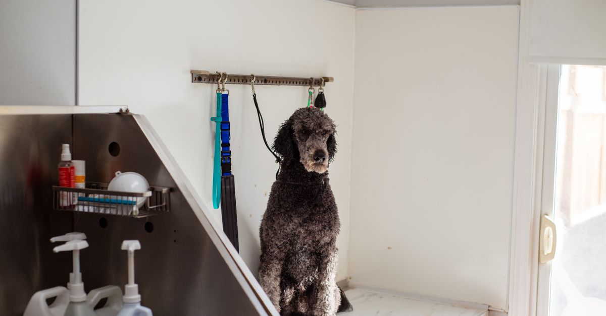 pet grooming tools