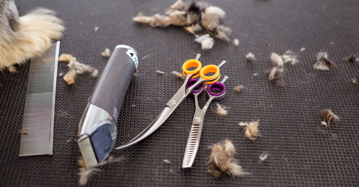 pet grooming tools