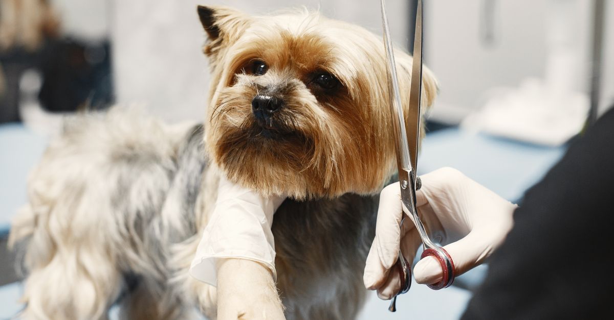 pet grooming tools