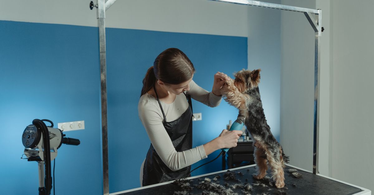 pet grooming tools