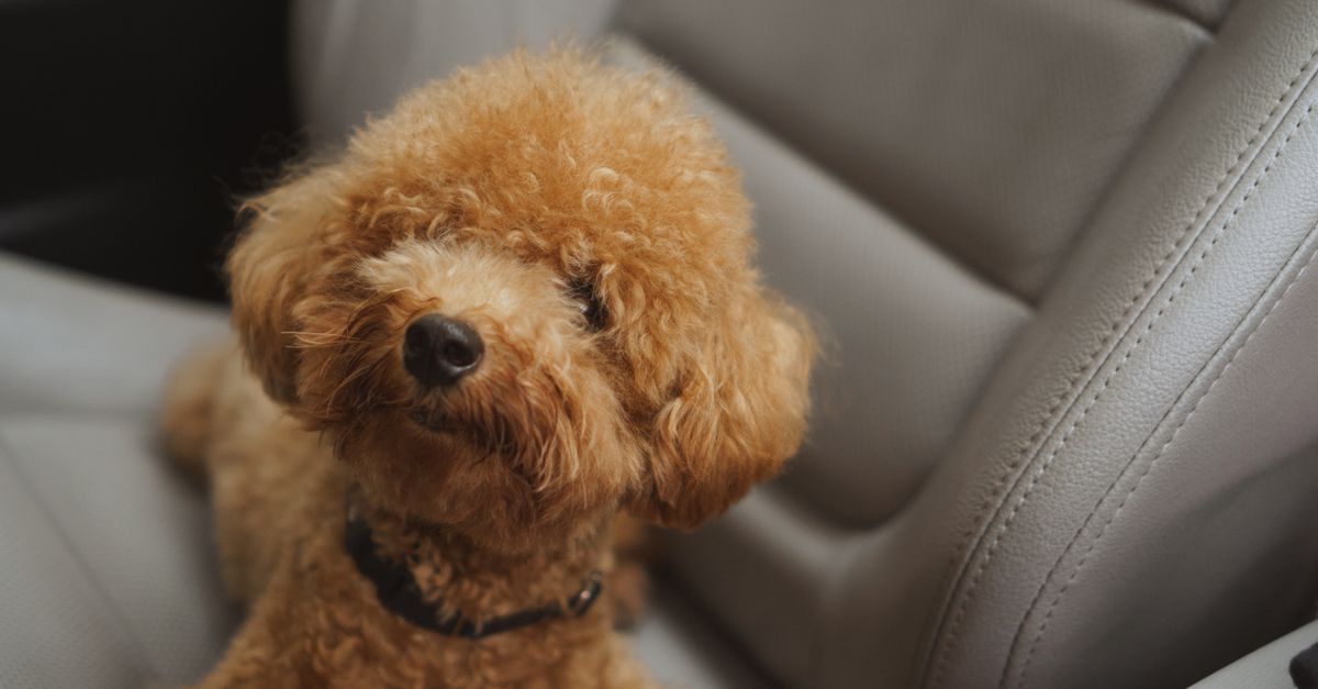 Mastering Pet Hair Removal from Clothing
