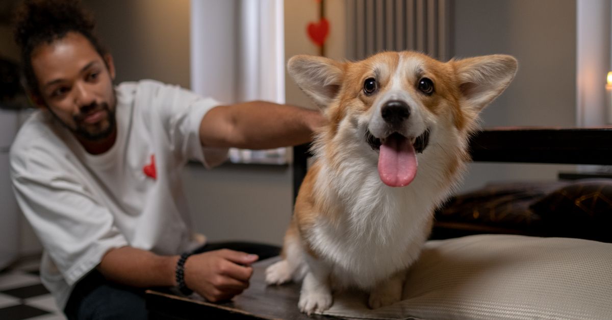 Pet Heart Conditions