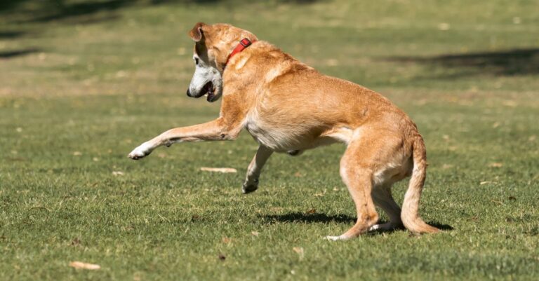 Pet Summer Safety: Heatstroke Prevention Tips