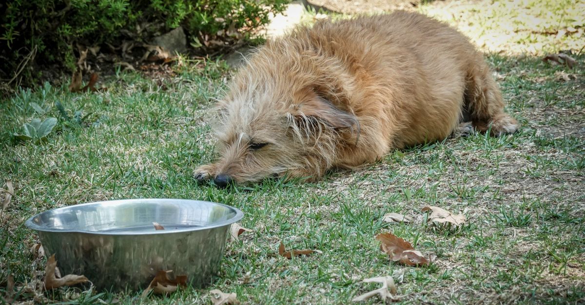 Pet Hydration