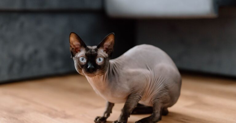 Mastering Pet Hypoallergenic Grooming