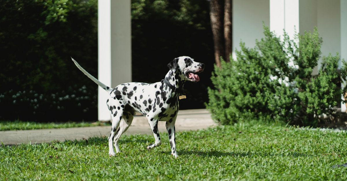 pet landscaping
