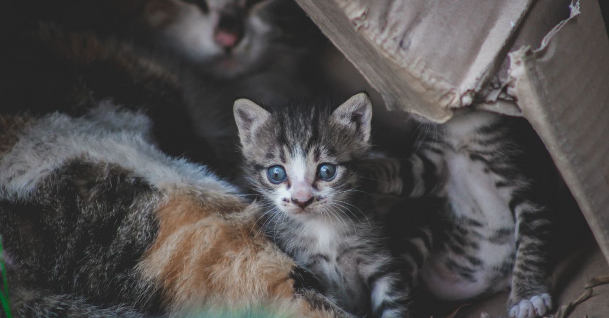 Mastering Pet Litter Box Odor Control Naturally