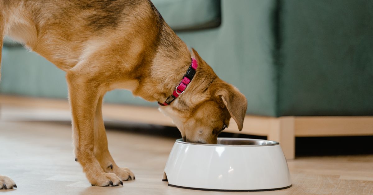 Pet Meal Planning