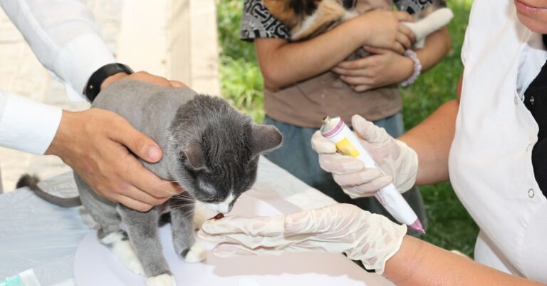 Mastering Pet Medication Management