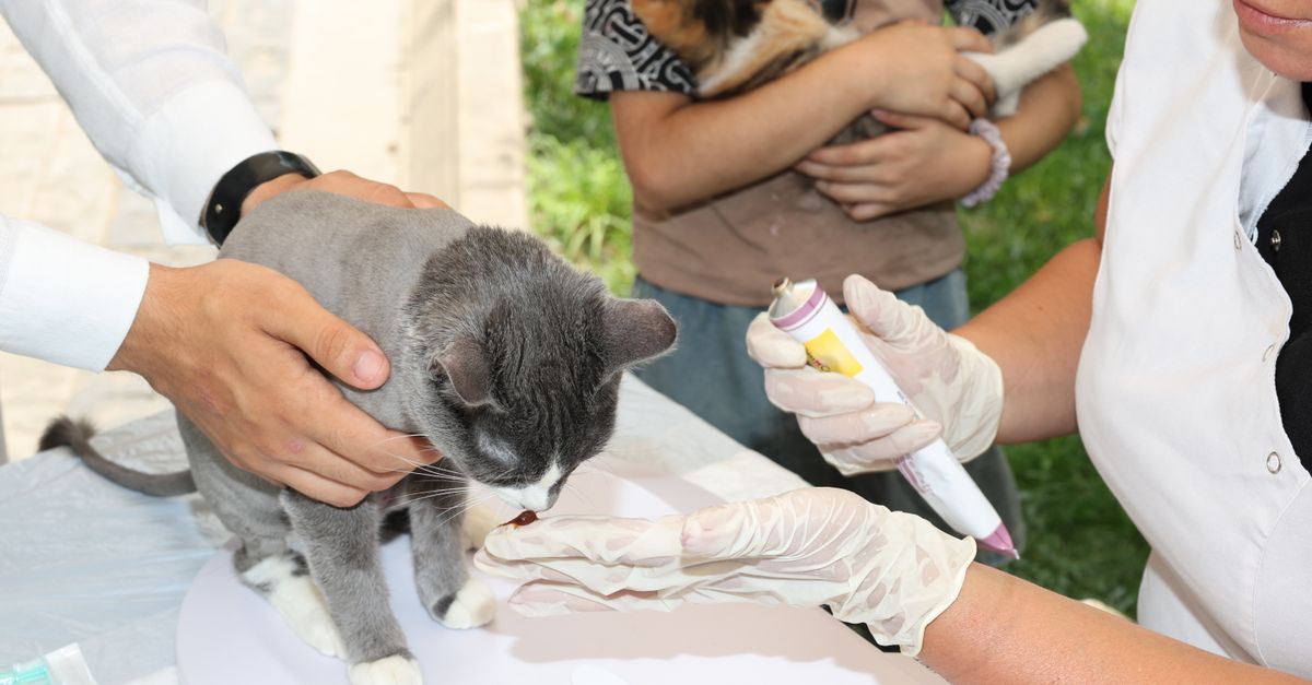 Mastering Pet Medication Management
