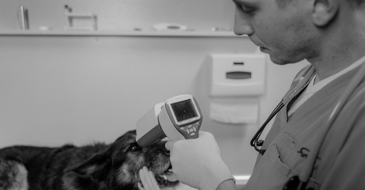 Pet Microchip Registration Made Easy