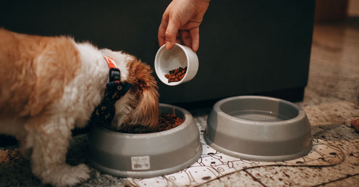 Pet Nutrition Mistakes