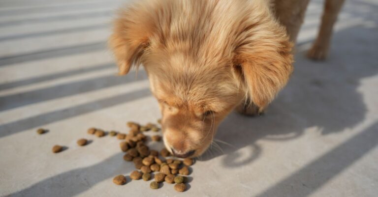Mastering Pet Nutrition Planning