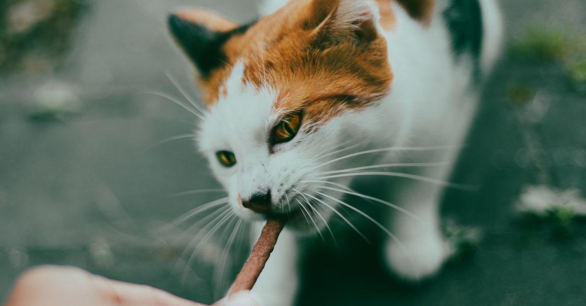 Pet Nutrition