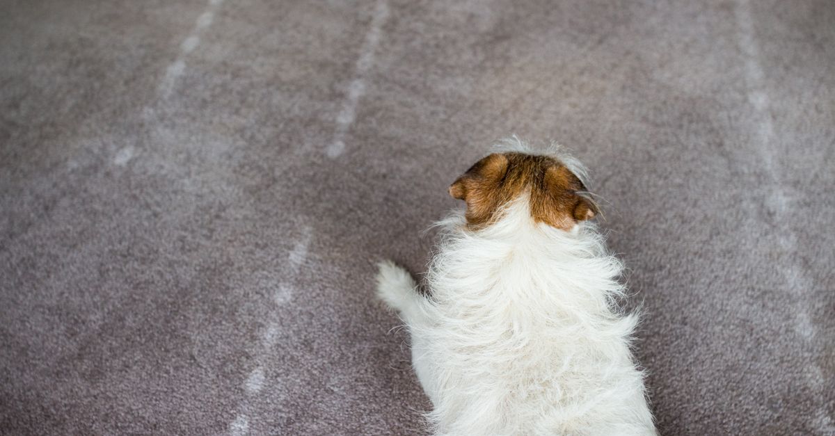 pet odor removal