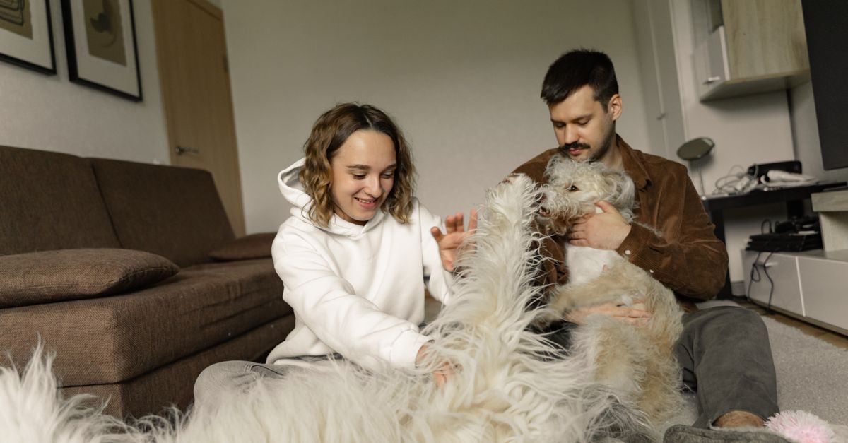 pet odor removal